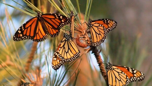 The monarch butterfly population has decreased by about 950 million butterflies since 1997. - Sputnik International