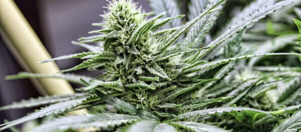 Indian tribes have the ability to legalize and regulate marijuana on reservations. Indian tribes have the ability to legalize and regulate marijuana on reservations. - Sputnik International