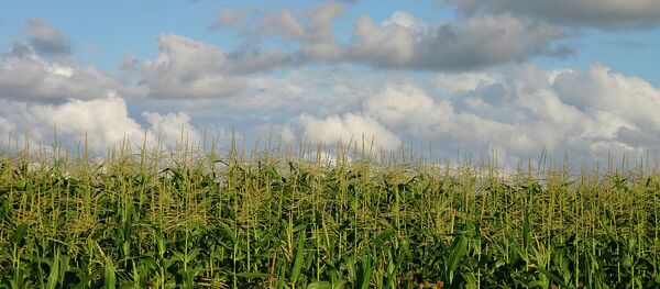 A cornfield A cornfield - Sputnik International