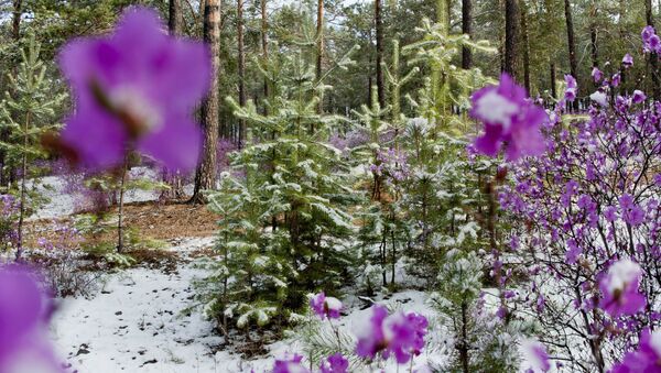 Early flowers of Dahurian rhododendron covered with snow in a forest of the Zabaikalye Territory. - Sputnik International