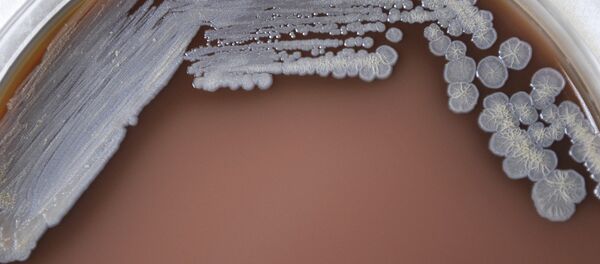 Burkholderia pseudomallei - Sputnik International