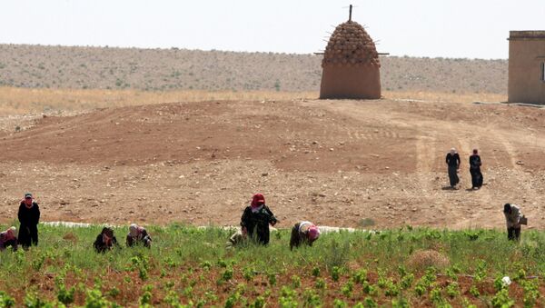 Women farmers work at Omar Zumot organic wine vineyard in Sama al-Sarhan, northern Jordan - Sputnik International