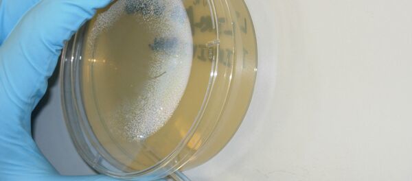 The bacteria, Burkholderia pseudomallei, primarily found in south-east Asia, was accidentally released from the Tulane National Primate Research Center in Louisiana. - Sputnik International