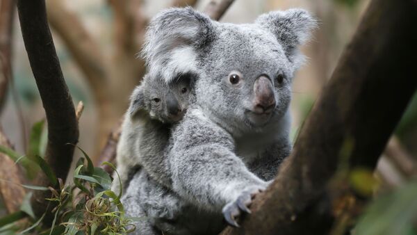 The yet unnamed male koala joey rides on his mother Goonderrah's back at the Zoo in Duisburg, western Germany - Sputnik International