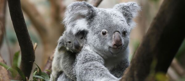 The yet unnamed male koala joey rides on his mother Goonderrah's back at the Zoo in Duisburg, western Germany - Sputnik International