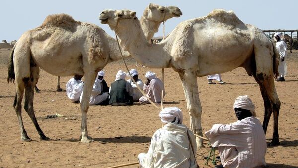 Camel market in Sudan. File photo - Sputnik International