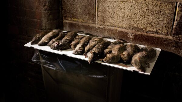 Rats are displayed in a lower Manhattan alley after being caught and killed by small hunting dogs - Sputnik International