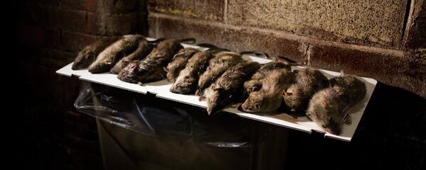 Rats are displayed in a lower Manhattan alley after being caught and killed by small hunting dogs Rats are displayed in a lower Manhattan alley after being caught and killed by small hunting dogs - Sputnik International