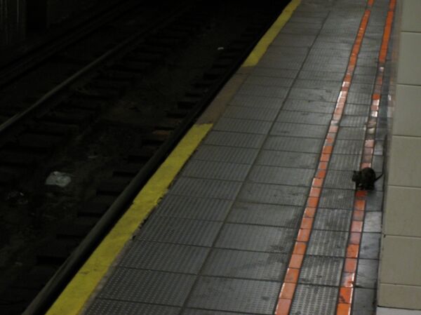 Yersinia pestis,the plague bacteria, was found in the New York Subway system. - Sputnik International