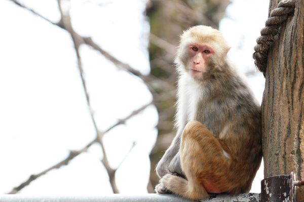 Several rhesus macaques monkeys that were securely contained in a lab located in another building on the same campus, somehow contracted the bacterial infection. - Sputnik International