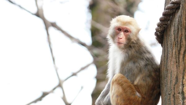 Several rhesus macaques monkeys that were securely contained in a lab located in another building on the same campus, somehow contracted the bacterial infection. - Sputnik International