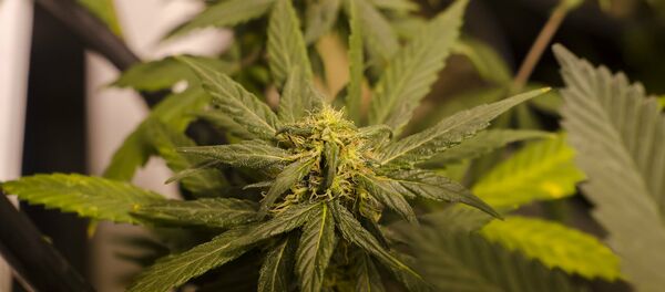 LEGAL Colorado Marijuana Grow - Sputnik International