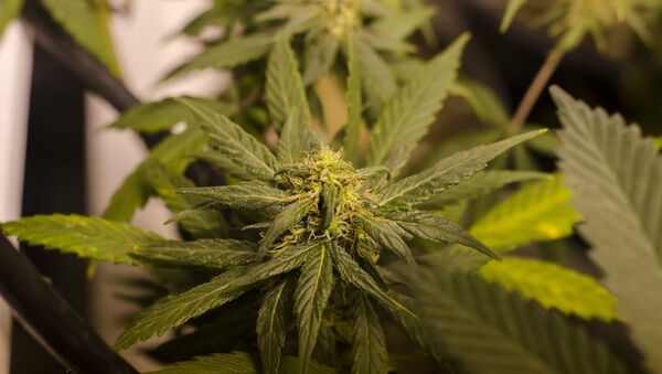 LEGAL Colorado Marijuana Grow - Sputnik International
