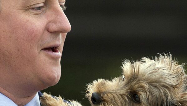 Britain's Prime Minister David Cameron holds Bertie a nine month old Yorkshire Terrier - Sputnik International