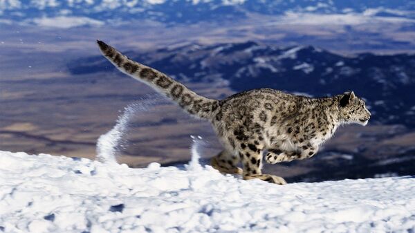Snow Leopard or Ounce, uncia uncia, Running through Mountains - Sputnik International