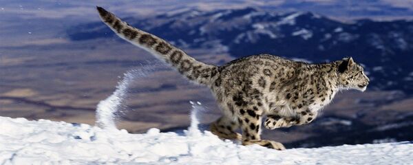 Snow Leopard or Ounce, uncia uncia, Running through Mountains - Sputnik International