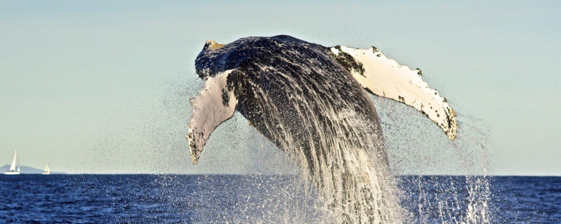 Humpback whale - Sputnik International, 1920, 25.07.2022