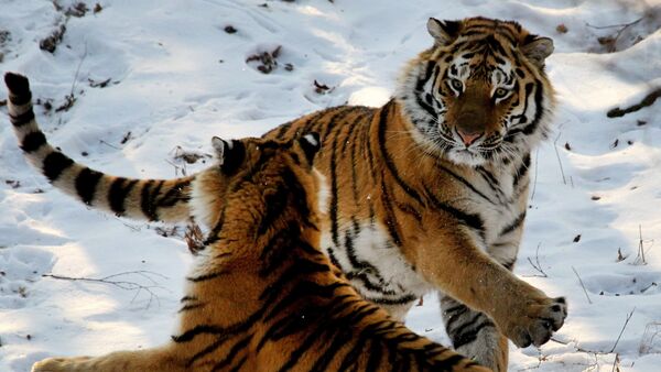Amur tigers in Primorye safari park - Sputnik International