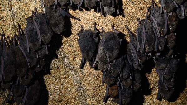 Colony of schreiber's long-fingered bat (Mammalia: Chiroptera: Vespertilionidae: Miniopterus schreibersii) in Gobholo Cave.` - Sputnik International