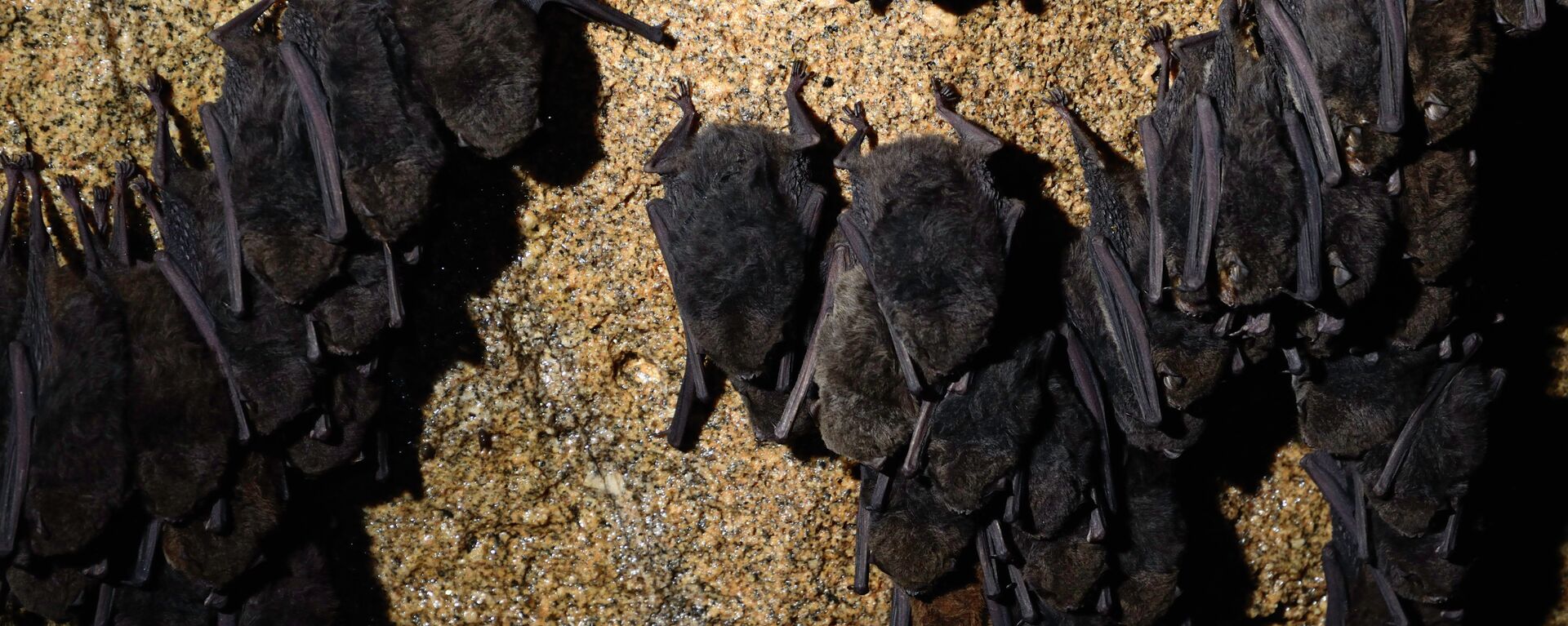 Colony of schreiber's long-fingered bat (Mammalia: Chiroptera: Vespertilionidae: Miniopterus schreibersii) in Gobholo Cave.` - Sputnik International, 1920, 20.09.2021