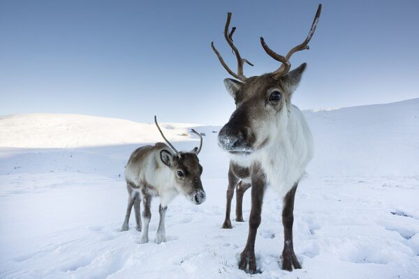 Incredible Photos of Russia's Endangered Animals - Sputnik International