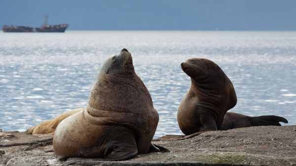 Steller sea lions haul out on a breakwater in Petropavlovsk-Kamchatsky - Sputnik International