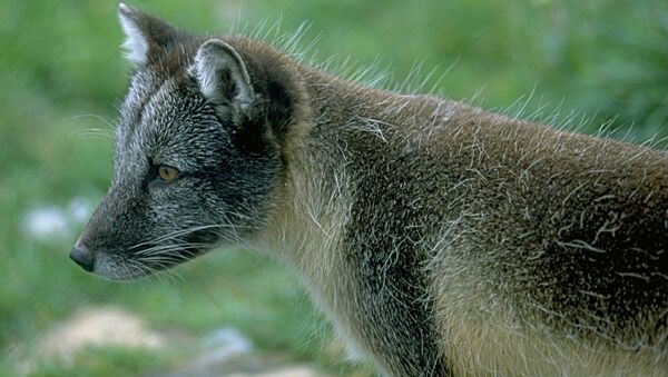 Arctic Fox in summer (taken in Numedal Zoo) - Sputnik International