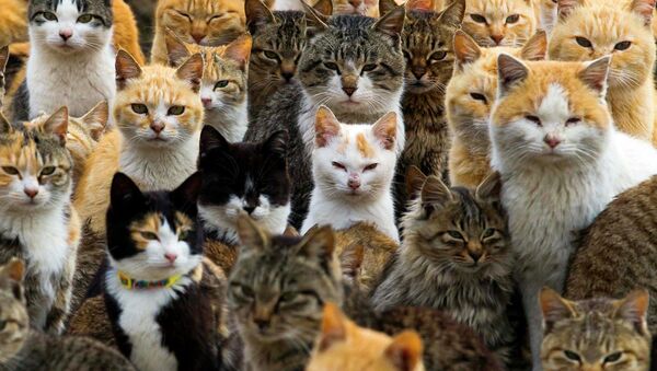 Cats crowd the harbour on Aoshima Island in the Ehime prefecture in southern Japan February 25, 2015 - Sputnik International