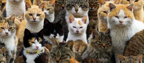 Cats - Sputnik International