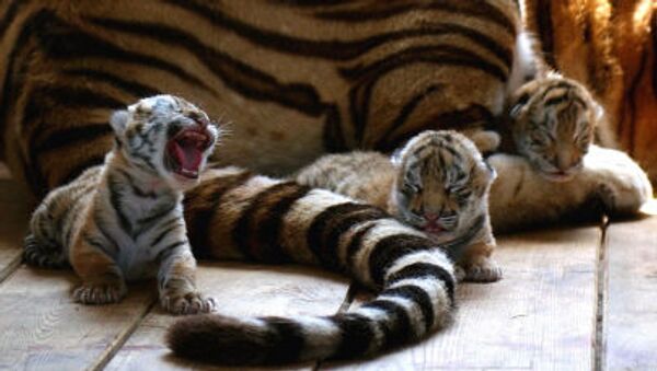 Three tiger cubs are seen near their mother - Sputnik International