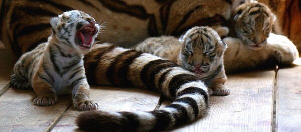 Three tiger cubs are seen near their mother - Sputnik International