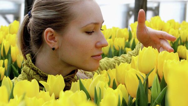 A girl smells tulips in a greenhouse on an open day at the Flora Style company. - Sputnik International