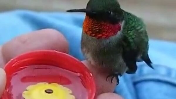 Hummingbird Drinks Sitting on Man’s Finger: Amazing Close-Up - Sputnik International