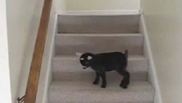 Energy Fountain: Playful Pigmy Goat Gambols on Stairs - Sputnik International