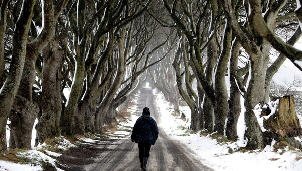 A man walks during snow along the Dark Hedges tree tunnel, which was featured in the TV series Game of Thrones, near Ballymoney in Antrim, Northern Ireland, on January 14, 2015. - Sputnik International
