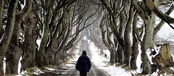 A man walks during snow along the Dark Hedges tree tunnel, which was featured in the TV series Game of Thrones, near Ballymoney in Antrim, Northern Ireland, on January 14, 2015. A man walks during snow along the Dark Hedges tree tunnel, which was featured in the TV series Game of Thrones, near Ballymoney in Antrim, Northern Ireland, on January 14, 2015. - Sputnik International