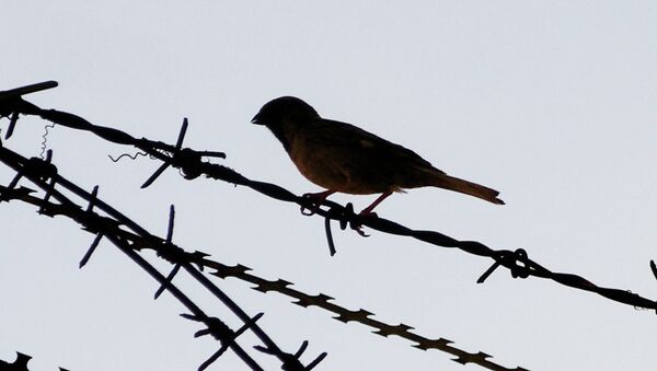 Bird on a barbed wire - Sputnik International