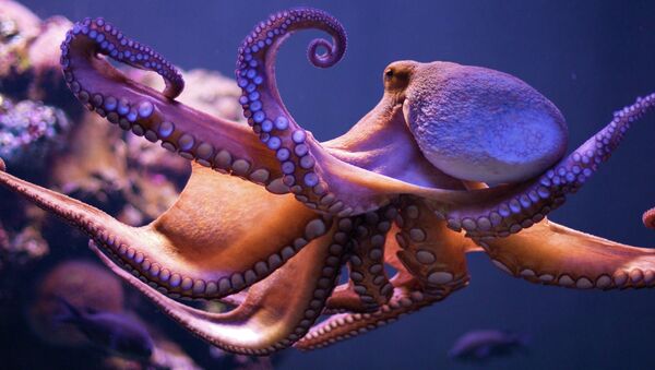 A new study shows how the blood of an octopus is especially suited not only for freezing waters, but can also adjust to warmer waves. - Sputnik International