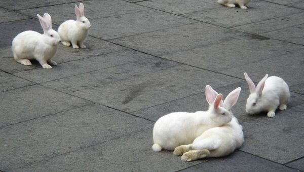 White rabbits - Sputnik International