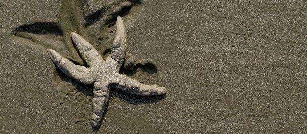 Originally many scientists believed that the Fukushima nuclear disaster was a factor in the uptick in mortality, but later research found that not to be the case. Originally many scientists believed that the Fukushima nuclear disaster was a factor in the uptick in mortality, but later research found that not to be the case. - Sputnik International