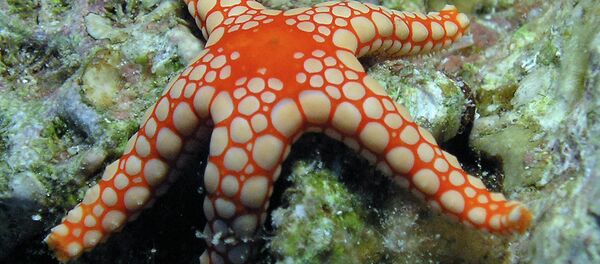 A Pearl Sea Star in Aqaba Marine Park A Pearl Sea Star in Aqaba Marine Park - Sputnik International