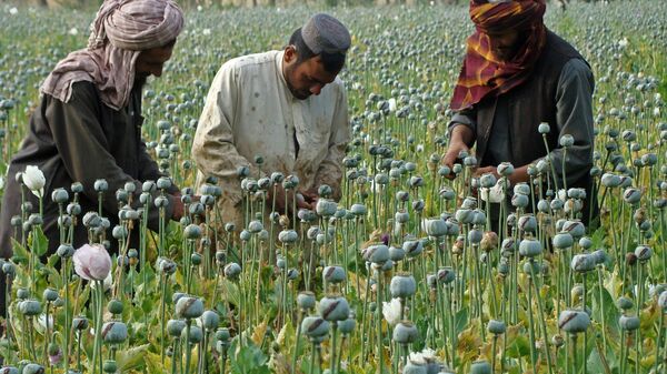 In this picture taken on Monday, April 21, 2014, Afghan farmers slice open the green poppy bulbs, swollen with raw opium, the main ingredient in heroin, on a poppy field in Helmand province, southern Afghanistan - Sputnik International
