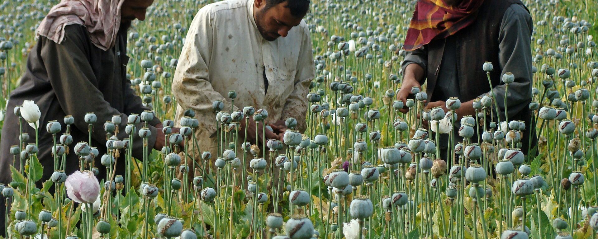 In this picture taken on Monday, April 21, 2014, Afghan farmers slice open the green poppy bulbs, swollen with raw opium, the main ingredient in heroin, on a poppy field in Helmand province, southern Afghanistan - Sputnik International, 1920, 05.11.2023
