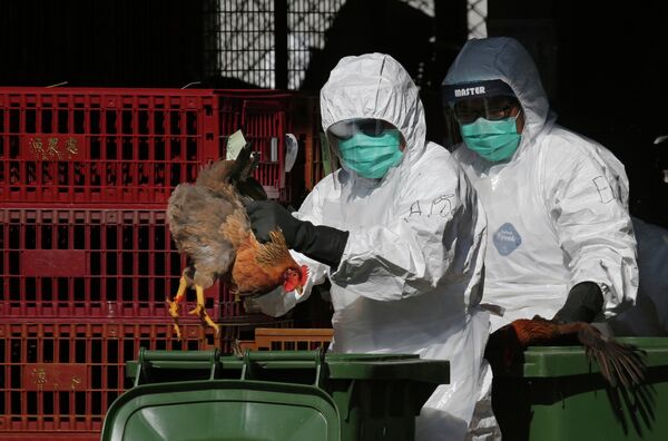 Hundreds of Dead Pelicans in Senegal Infected With Highly Pathogenic Bird Flu, Reports Say Hundreds of Dead Pelicans in Senegal Infected With Highly Pathogenic Bird Flu, Reports Say - Sputnik International