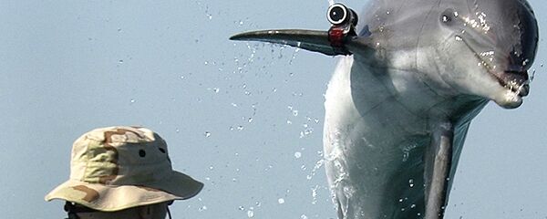 Fighting dolphin Fighting dolphin - Sputnik International