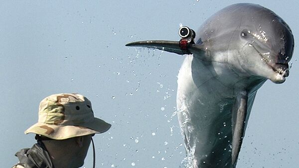 Fighting dolphin - Sputnik International