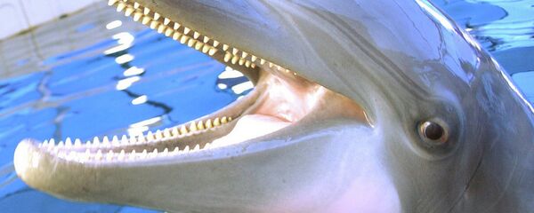 20 miles from downtown Seattle, on the northwest coast of the US, the largest stockpile of nuclear weapons is kept at Naval Base Kitsap, and one of the main safeguards for that stockpile is a fleet of US Navy-trained dolphins. - Sputnik International