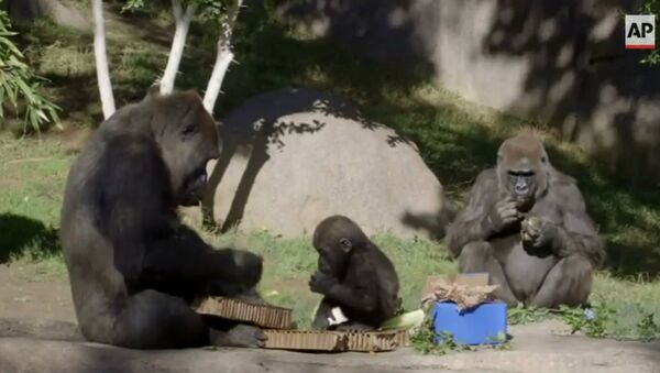 Cuteness Overload! Baby Gorilla Celebrates 1st Birthday - Sputnik International
