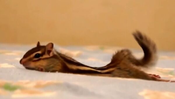 How domestic chipmunks wake up? - Sputnik International