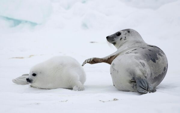 Seal Pup Protection Day: Spare My Life, Do Not Club! - Sputnik International